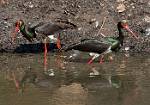 Painted Storks